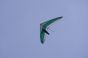 deltaplane-slowup0969